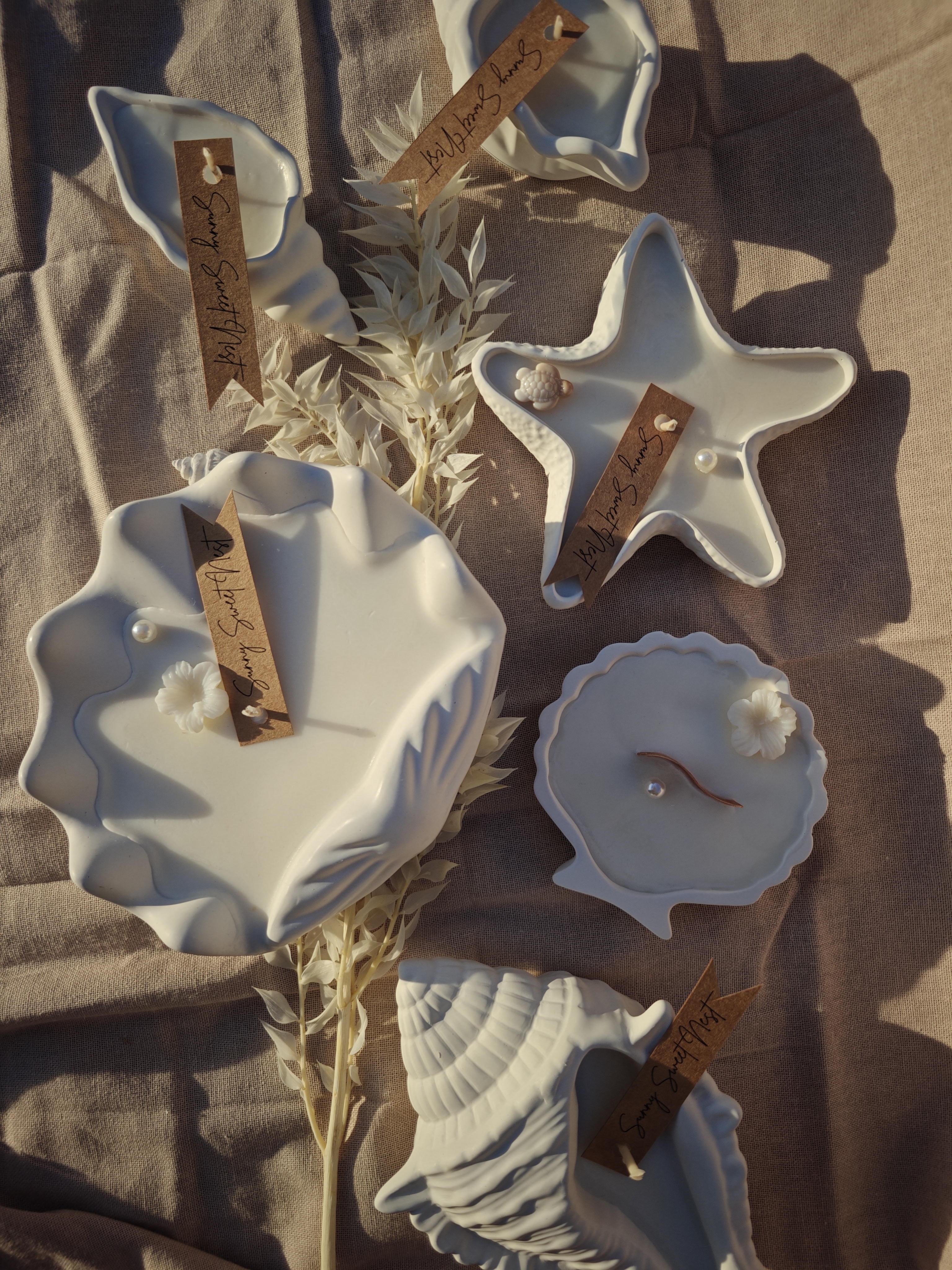 Collection coquillage